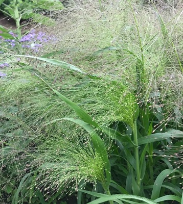 PANICUM elegans Frosted Explosion